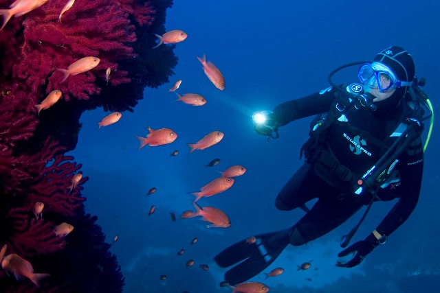 sub sott'acqua che guarda coralli e pesci marini