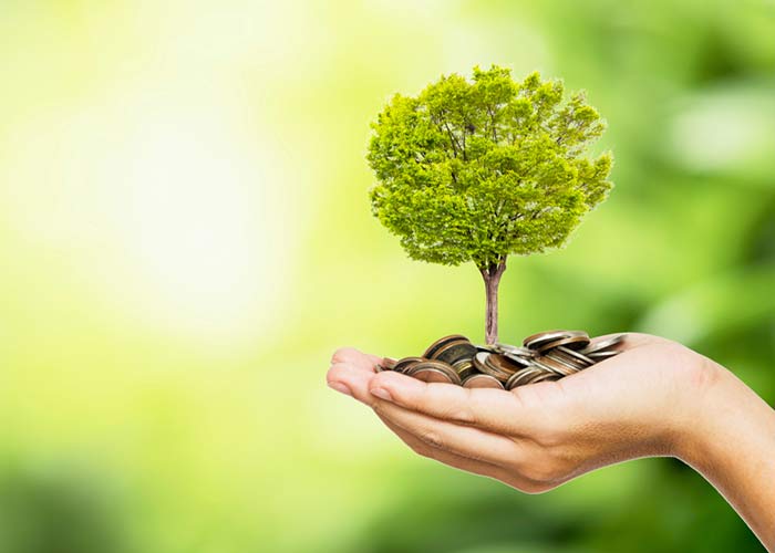 immagine di mani di donna con soldi e albero in miniatura